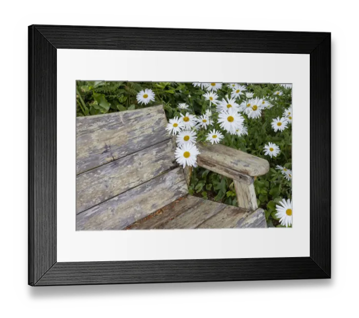 Framed Print : Usa, Oregon, Yachats. Plantings