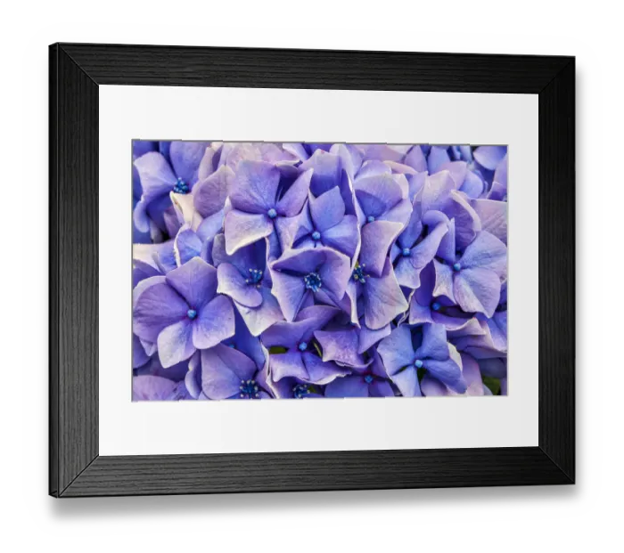 Framed Print : Usa, Oregon, Yachats. Plantings Framed Print : Usa, Oregon, Yachats. Plantings