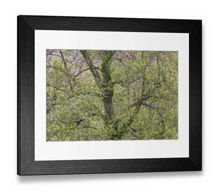 Framed Print : Pattern of spring leaves and tree branches, Cades Cove, Great Smoky Mountains National Park, Tennessee Framed Print : Pattern of spring leaves and tree branches, Cades Cove, Great Smoky Mountains National Park, Tennessee