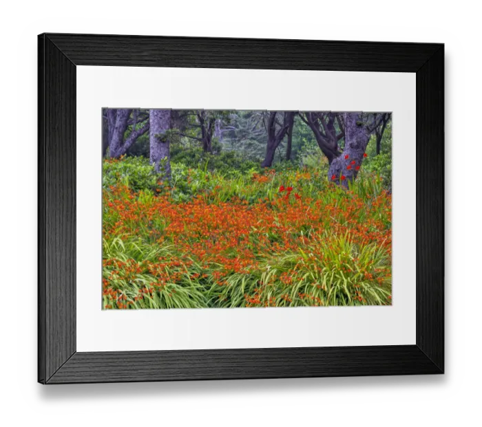 Framed Print : Usa, Oregon, Yachats. Plantings Framed Print : Usa, Oregon, Yachats. Plantings