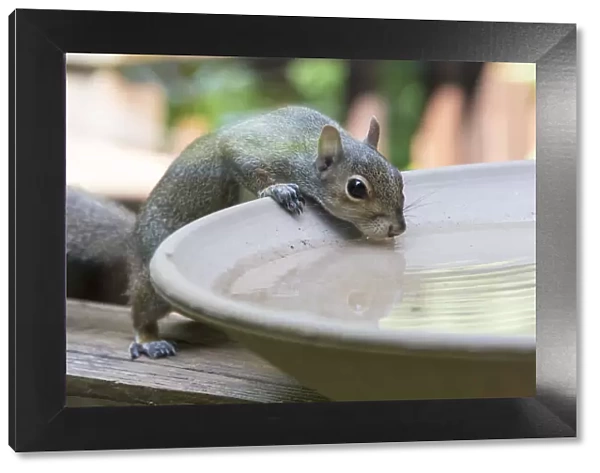 USA, Tennessee. Eastern gray squirrel drinks at bird bath reflected in water