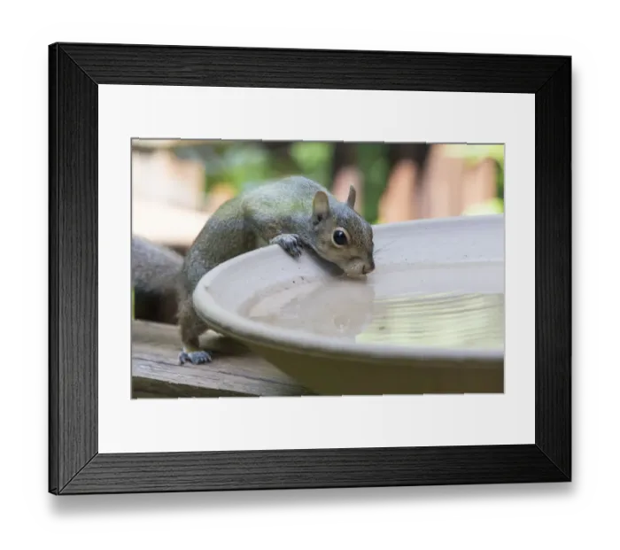 Framed Print : USA, Tennessee. Eastern gray squirrel drinks at bird bath reflected in water Framed Print : USA, Tennessee. Eastern gray squirrel drinks at bird bath reflected in water