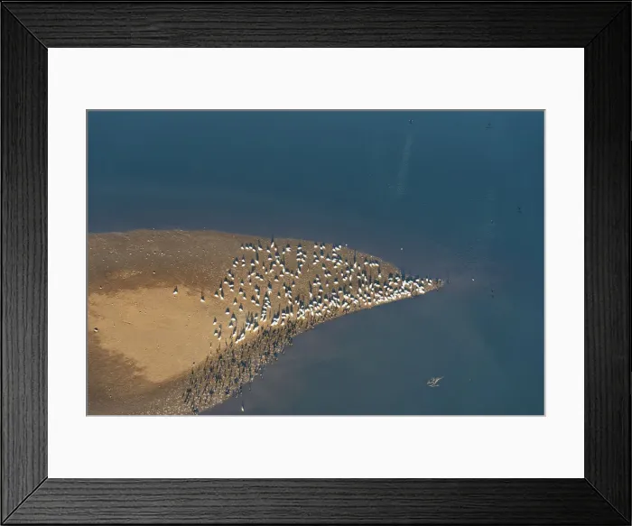 Framed Print : USA, Tennessee. White pelicans and cormorants creating patterns Framed Print : USA, Tennessee. White pelicans and cormorants creating patterns