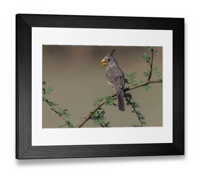 Framed Print : Pyrrhuloxia, Rio Grande Valley, Texas Framed Print : Pyrrhuloxia, Rio Grande Valley, Texas
