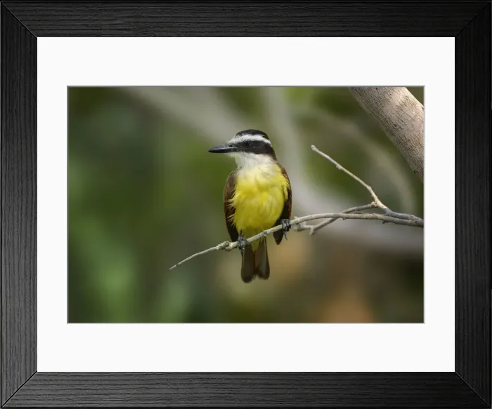 Framed Print : Great kiskadee, South Padre Island, Texas Framed Print : Great kiskadee, South Padre Island, Texas