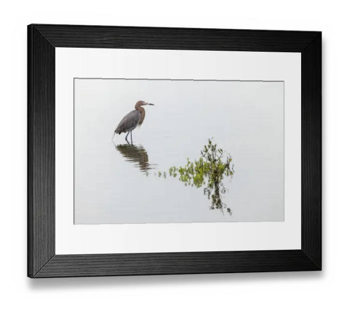 Framed Print : Reddish egret and reflection, South Padre Island, Texas Framed Print : Reddish egret and reflection, South Padre Island, Texas