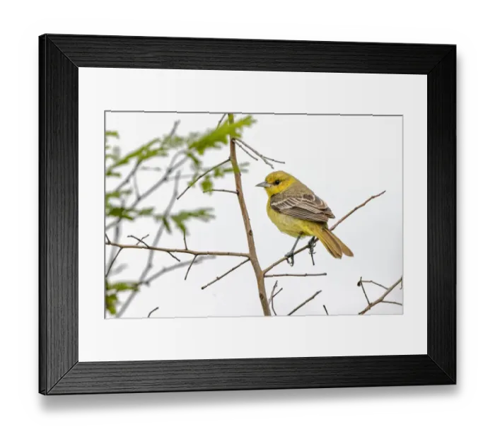 Framed Print : Female Northern oriole, Icterus galbula, Baltimore oriole, South Padre Island, Texas Framed Print : Female Northern oriole, Icterus galbula, Baltimore oriole, South Padre Island, Texas