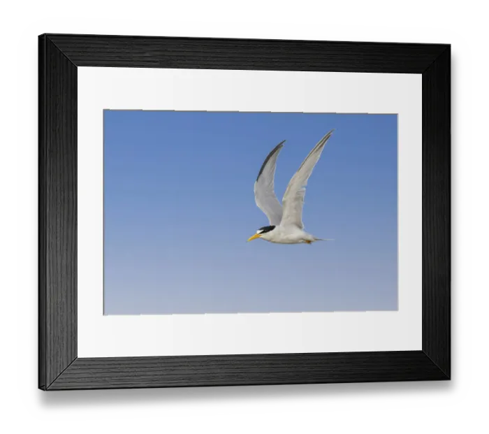 Framed Print : Least Tern flying, South Padre Island, Texas Framed Print : Least Tern flying, South Padre Island, Texas