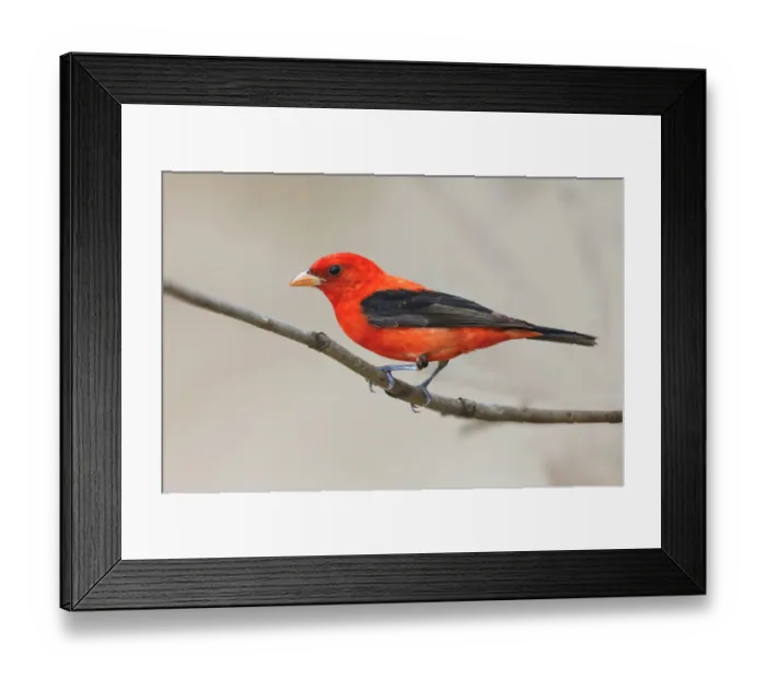 Framed Print : Scarlet tanager, South Padre Island, Texas