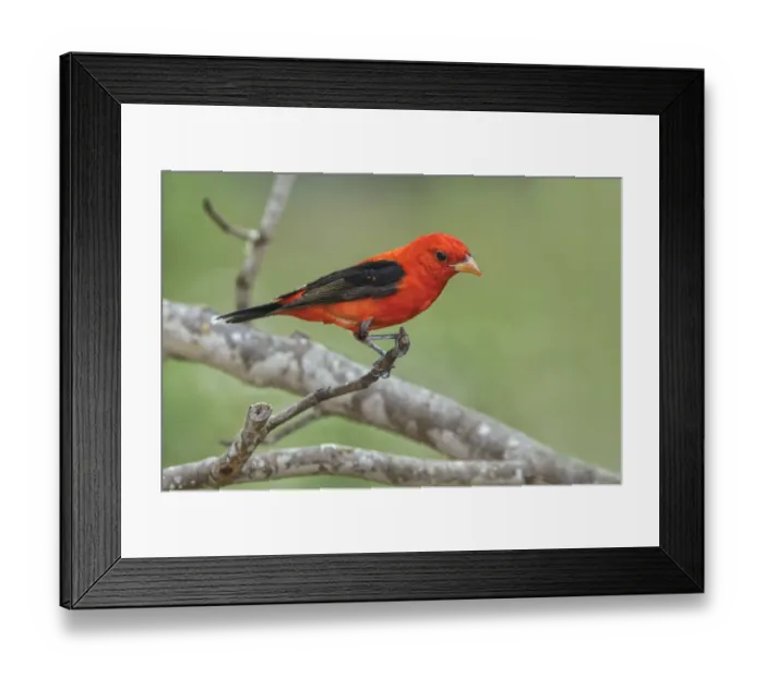 Framed Print : Scarlet tanager, Rio Grande Valley, Texas