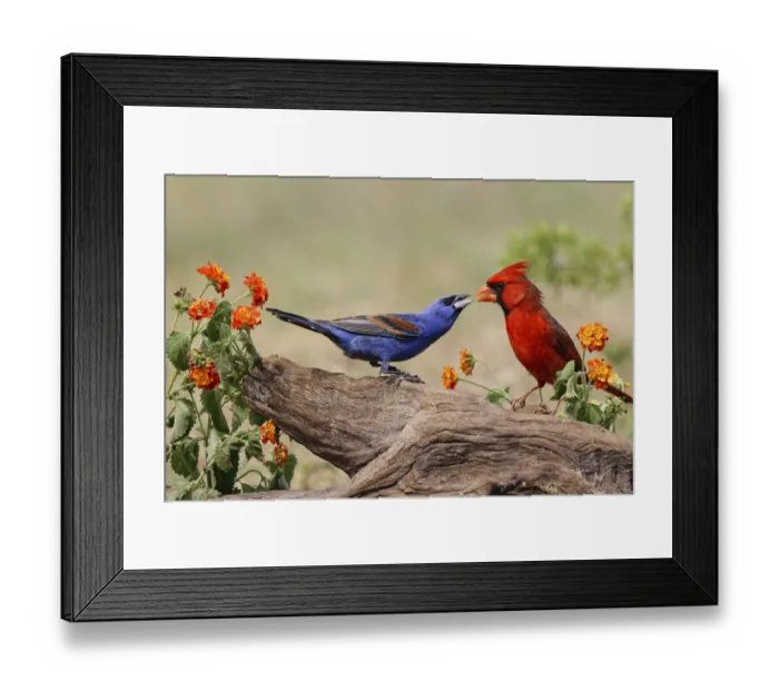 Framed Print : Blue grosbeak and male Northern cardinal fighting. Rio Grande Valley, Texas