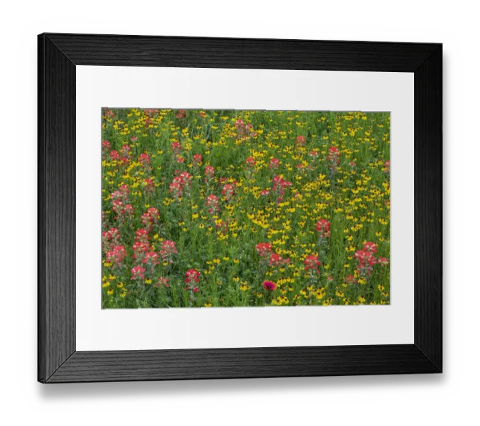 Framed Print : Meadow of red Texas Paintbrush and Purple-head Sneezeweed, Texas hill country, near Marble Falls, Texas