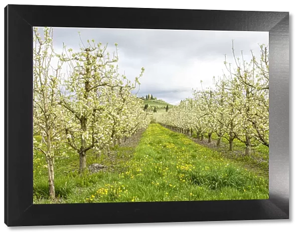 Hood River, Oregon, USA. Apple orchard in blossom in the Fruit Loop area