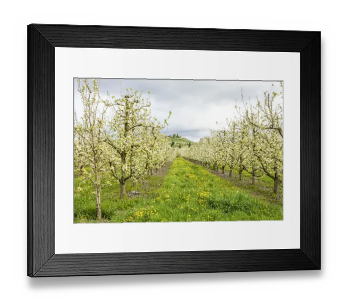 Framed Print : Hood River, Oregon, USA. Apple orchard in blossom in the Fruit Loop area Framed Print : Hood River, Oregon, USA. Apple orchard in blossom in the Fruit Loop area