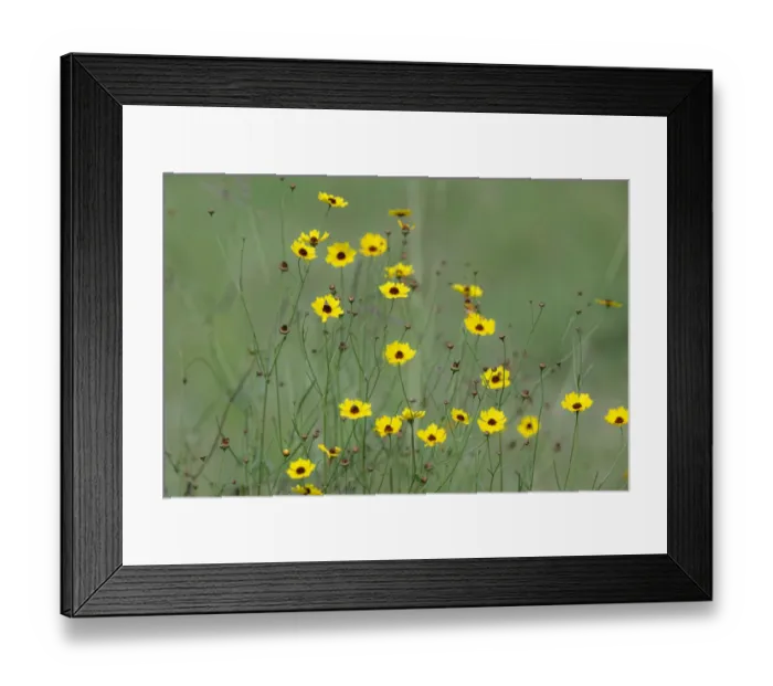 Framed Print : Yellow coreopsis flowers, Rio Grande Valley, Texas