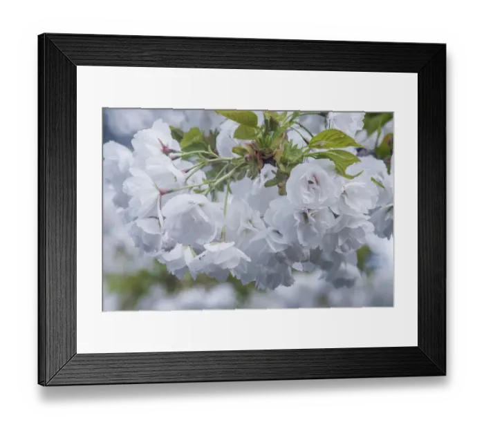 Framed Print : Oregon, Hood River. Cherry blossoms Framed Print : Oregon, Hood River. Cherry blossoms