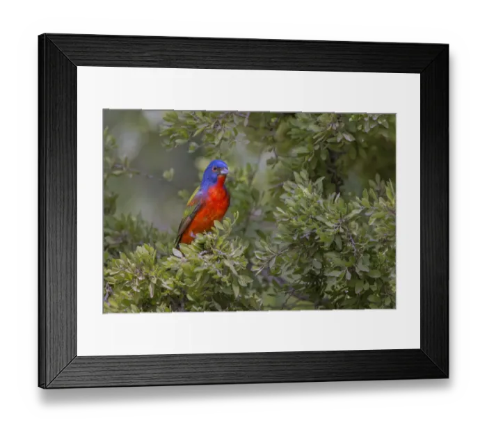Framed Print : Painted bunting. Rio Grande Valley, Texas Framed Print : Painted bunting. Rio Grande Valley, Texas