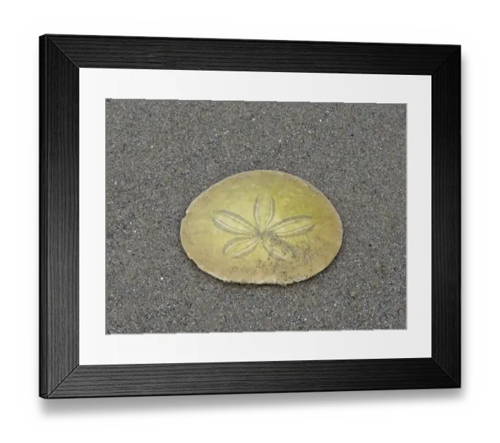 Framed Print : Oregon, Ecola State Park, Indian Beach. Sand dollar Framed Print : Oregon, Ecola State Park, Indian Beach. Sand dollar