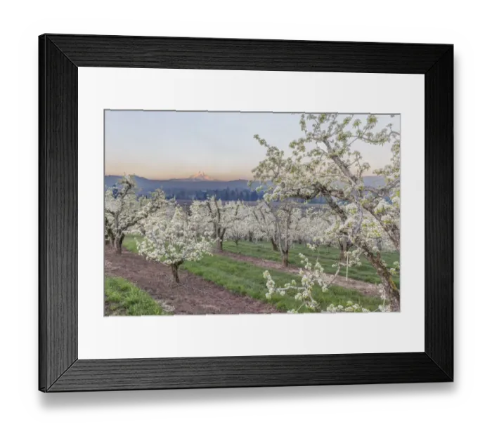 Framed Print : Oregon, Hood River. Cherry orchard and Mt. Hood Framed Print : Oregon, Hood River. Cherry orchard and Mt. Hood