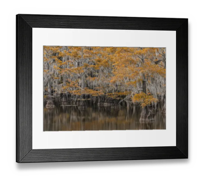 Framed Print : Bald Cypress tree draped in Spanish moss with fall colors. Caddo Lake State Park, Uncertain, Texas