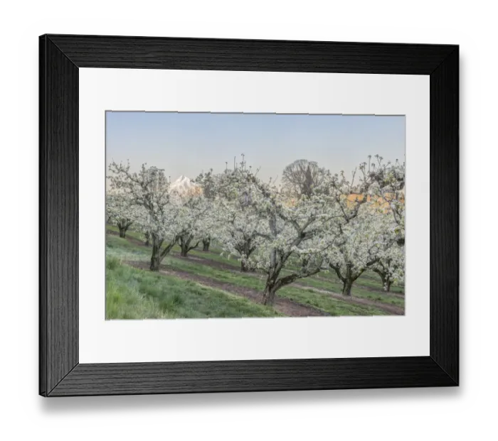 Framed Print : Oregon, Hood River. Cherry orchard and Mt. Hood Framed Print : Oregon, Hood River. Cherry orchard and Mt. Hood