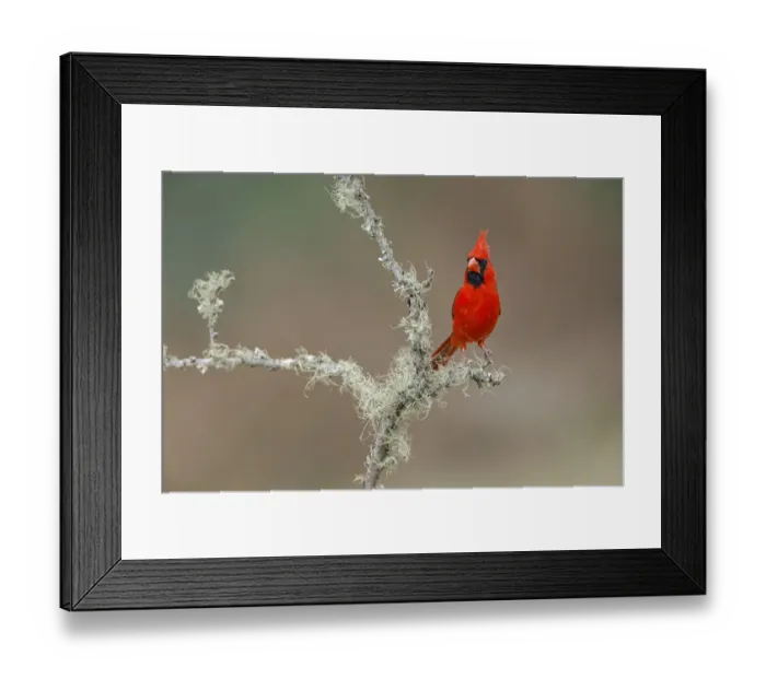 Framed Print : Male Northern Cardinal. Rio Grande Valley, Texas Framed Print : Male Northern Cardinal. Rio Grande Valley, Texas