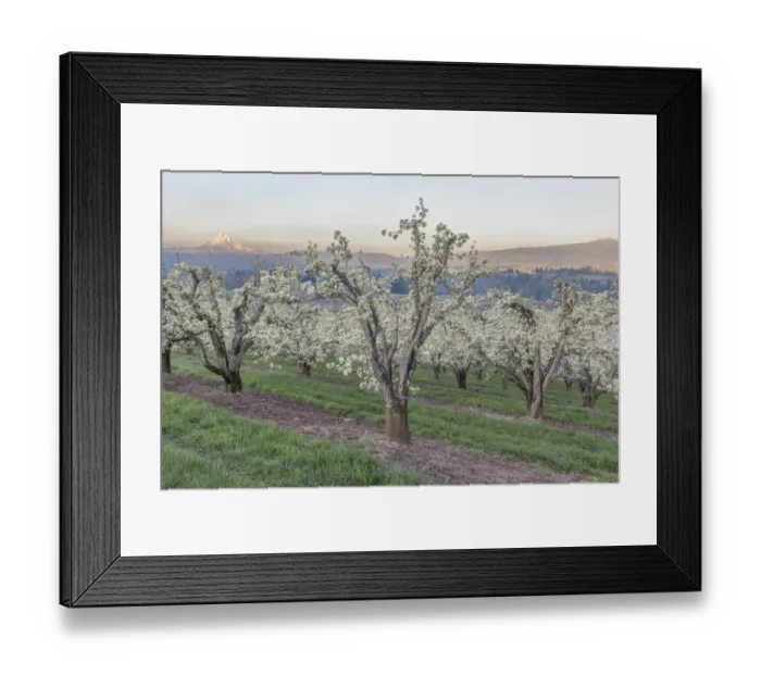 Framed Print : Oregon, Hood River. Cherry orchard and Mt. Hood Framed Print : Oregon, Hood River. Cherry orchard and Mt. Hood
