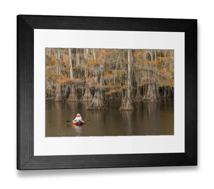 Framed Print : Bald Cypress tree draped in Spanish moss with fall colors and kayaker. Caddo Lake State Park, Uncertain, Texas Framed Print : Bald Cypress tree draped in Spanish moss with fall colors and kayaker. Caddo Lake State Park, Uncertain, Texas