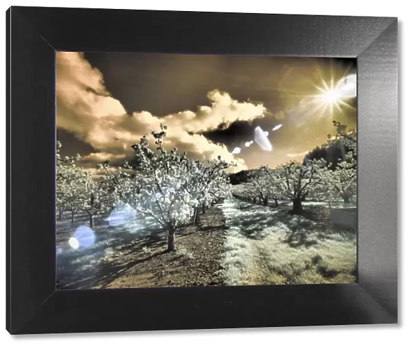 USA, Oregon, Columbia Gorge. Infrared of light reflecting in spring apple orchard