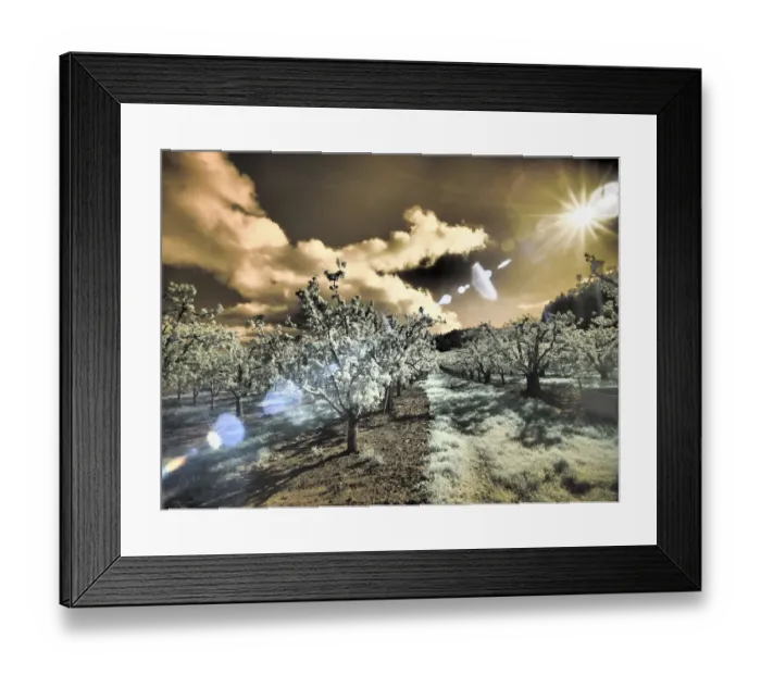 Framed Print : USA, Oregon, Columbia Gorge. Infrared of light reflecting in spring apple orchard Framed Print : USA, Oregon, Columbia Gorge. Infrared of light reflecting in spring apple orchard