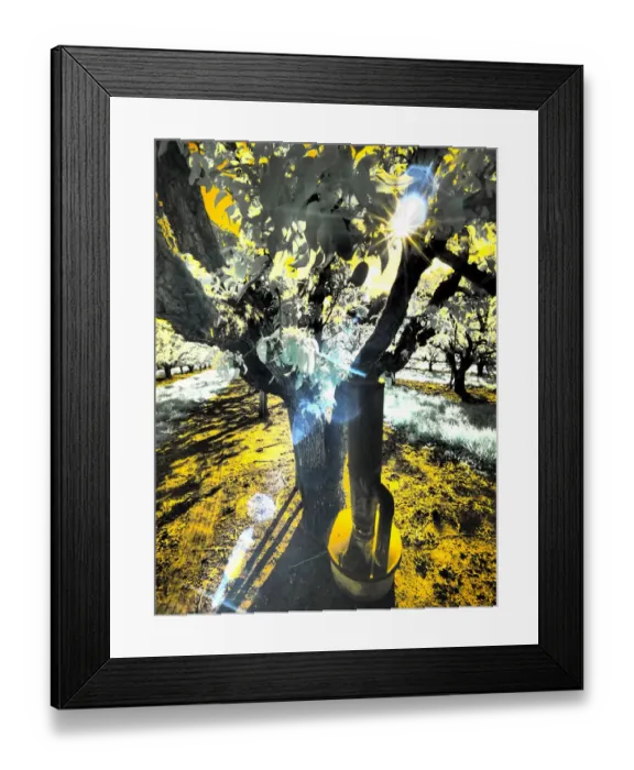 Framed Print : USA, Oregon, Columbia Gorge. Infrared of light reflecting in spring apple orchard