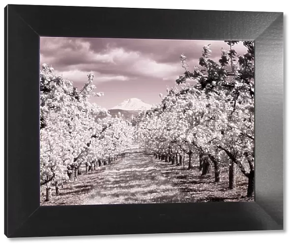 USA, Oregon, Columbia Gorge. Infrared of Spring orchards and Mount Rainier