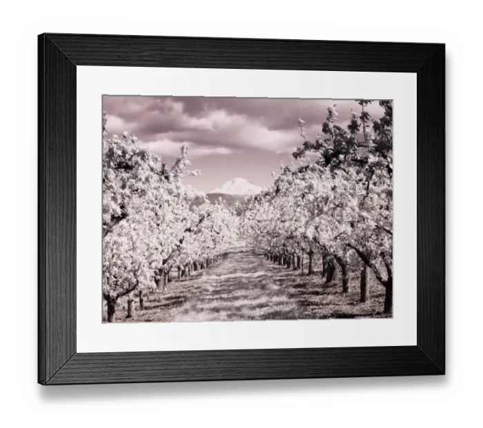 Framed Print : USA, Oregon, Columbia Gorge. Infrared of Spring orchards and Mount Rainier Framed Print : USA, Oregon, Columbia Gorge. Infrared of Spring orchards and Mount Rainier