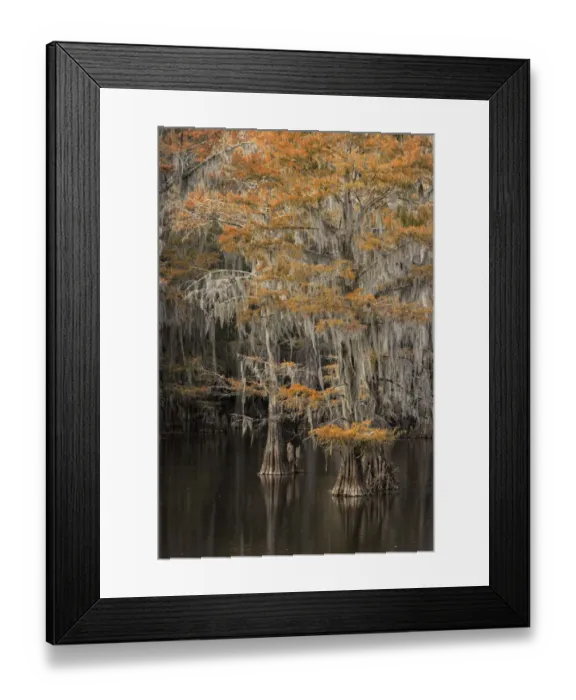 Framed Print : Bald Cypress tree draped in Spanish moss with fall colors. Caddo Lake State Park, Uncertain, Texas Framed Print : Bald Cypress tree draped in Spanish moss with fall colors. Caddo Lake State Park, Uncertain, Texas