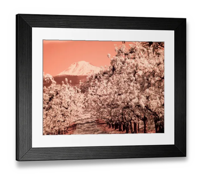 Framed Print : USA, Oregon, Columbia Gorge. Infrared of Spring orchards and Mount Rainier Framed Print : USA, Oregon, Columbia Gorge. Infrared of Spring orchards and Mount Rainier
