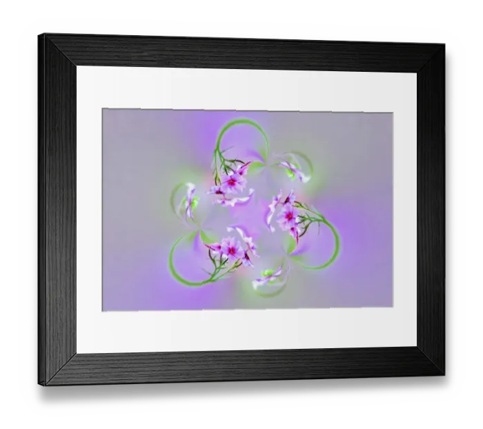 Framed Print : Drummond Phlox, Hilton Head Island, South Carolina