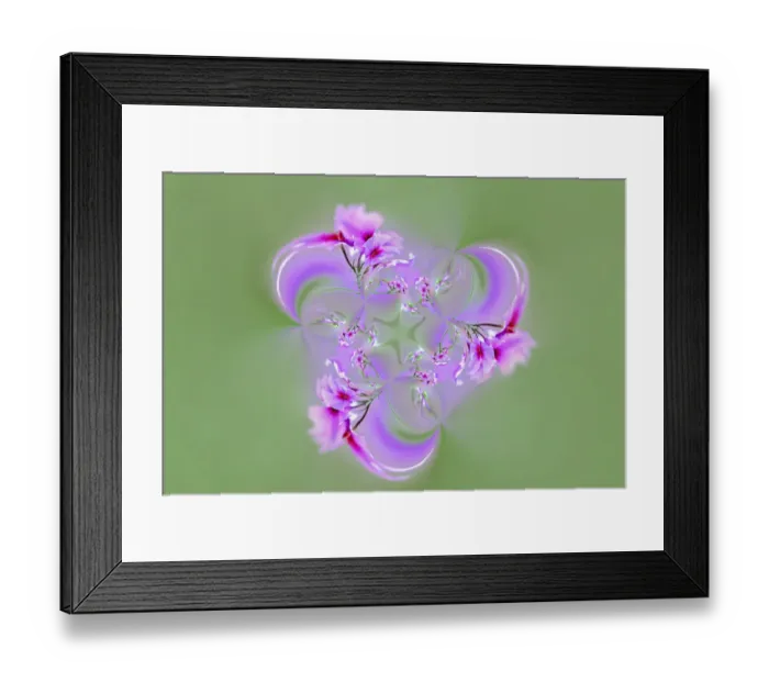 Framed Print : Drummond Phlox, Hilton Head Island, South Carolina Framed Print : Drummond Phlox, Hilton Head Island, South Carolina