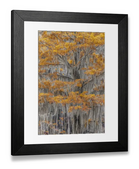 Framed Print : Bald Cypress tree draped in Spanish moss with fall colors. Caddo Lake State Park, Uncertain, Texas