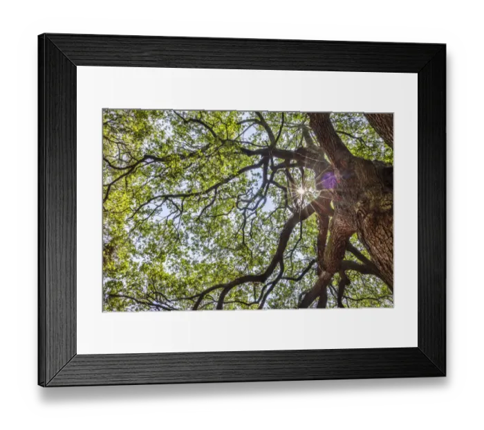Framed Print : Usa, South Carolina, Charleston