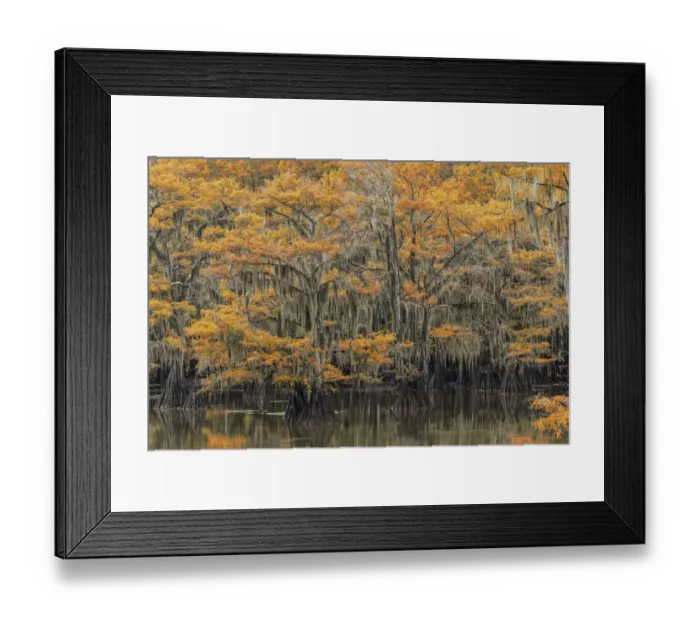 Framed Print : Bald Cypress tree draped in Spanish moss with fall colors. Caddo Lake State Park, Uncertain, Texas Framed Print : Bald Cypress tree draped in Spanish moss with fall colors. Caddo Lake State Park, Uncertain, Texas
