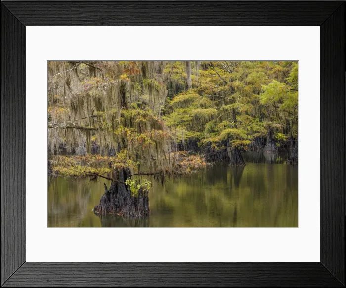 Framed Print : Bald Cypress tree draped in Spanish moss with fall colors. Caddo Lake State Park, Uncertain, Texas Framed Print : Bald Cypress tree draped in Spanish moss with fall colors. Caddo Lake State Park, Uncertain, Texas