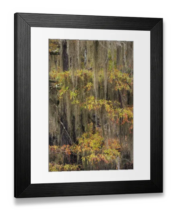 Framed Print : Bald Cypress tree draped in Spanish moss with fall colors. Caddo Lake State Park, Uncertain, Texas