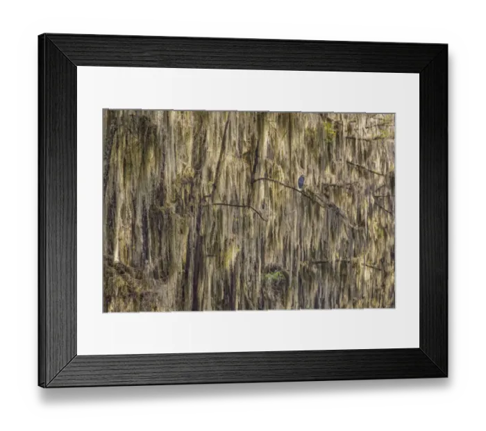 Framed Print : Bald cypress trees draped in Spanish moss and Great blue heron. Caddo Lake, Uncertain, Texas