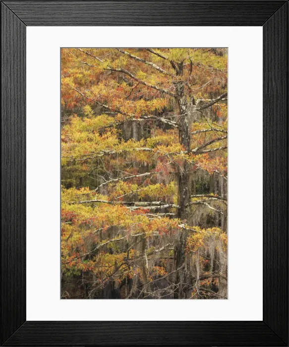 Framed Print : Bald Cypress tree draped in Spanish moss with fall colors. Caddo Lake State Park, Uncertain, Texas