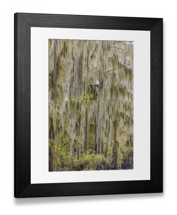 Framed Print : Bald cypress trees draped in Spanish moss in autumn lining Government Ditch. Caddo Lake, Uncertain, Texas