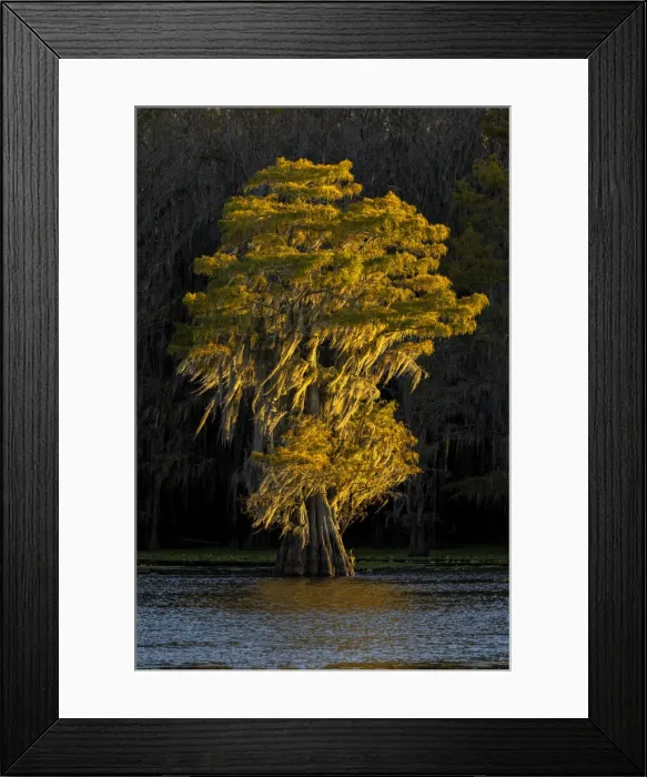 Framed Print : Bald cypress trees in autumn colors at sunset. Caddo Lake, Uncertain, Texas