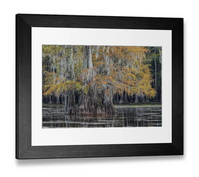 Framed Print : Bald cypress trees in autumn. Caddo Lake, Uncertain, Texas