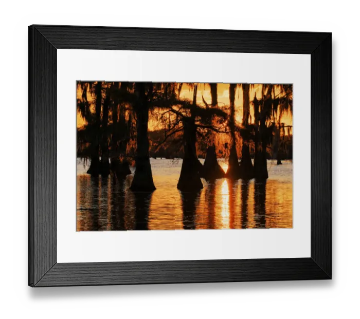 Framed Print : Bald cypress trees silhouetted at sunset. Caddo Lake, Uncertain, Texas Framed Print : Bald cypress trees silhouetted at sunset. Caddo Lake, Uncertain, Texas