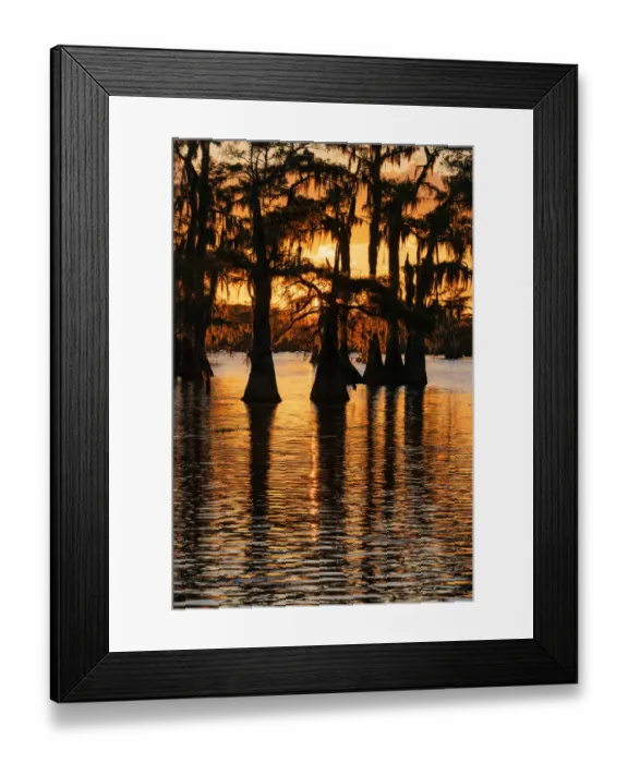 Framed Print : Bald cypress trees silhouetted at sunset. Caddo Lake, Uncertain, Texas