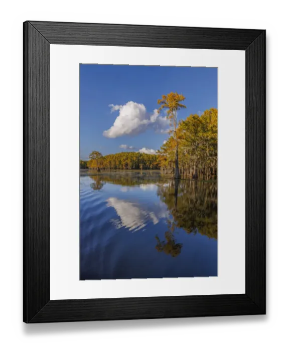 Framed Print : Bald cypress trees in autumn reflected on lake. Caddo Lake, Uncertain, Texas Framed Print : Bald cypress trees in autumn reflected on lake. Caddo Lake, Uncertain, Texas